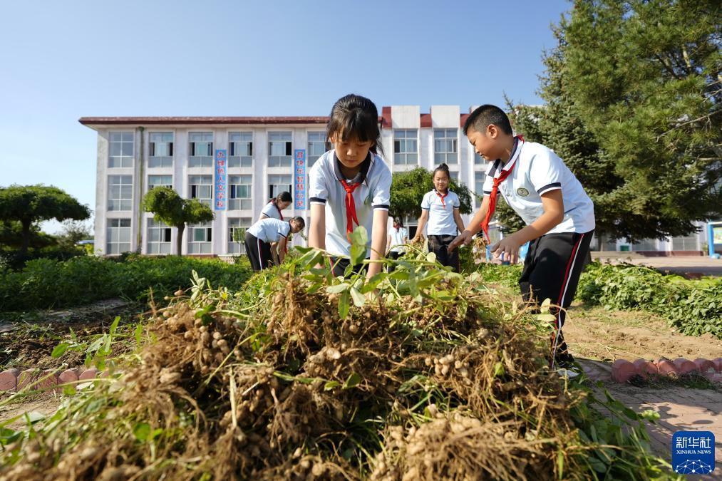 龙卷本子ag